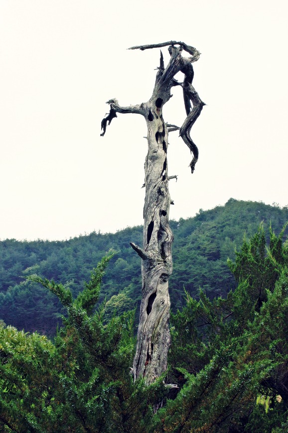 도송 이미지