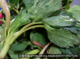 바쁜아침 반찬걱정은 끝! 6가지 환상의 봄나물 무침세트>_