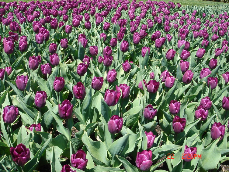 Longwood garden, PA