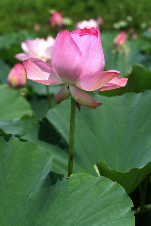 수련 백련 홍련 판매 합니다