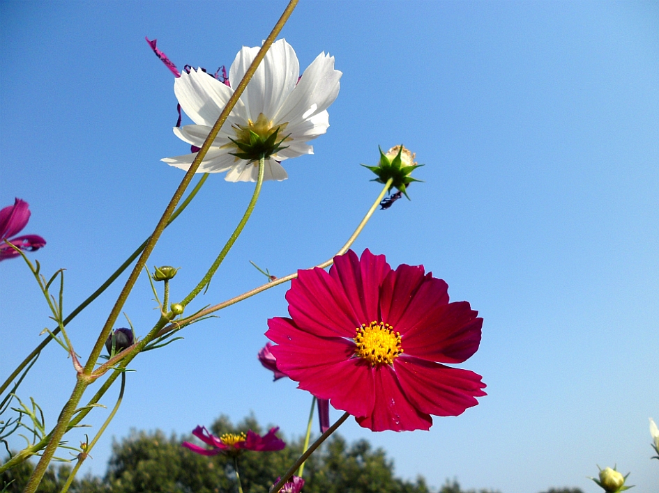 모든 순간이 꽃봉오리인 것을