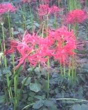 상사화(실제 품종이름은 '꽃무릇')10.9.26日