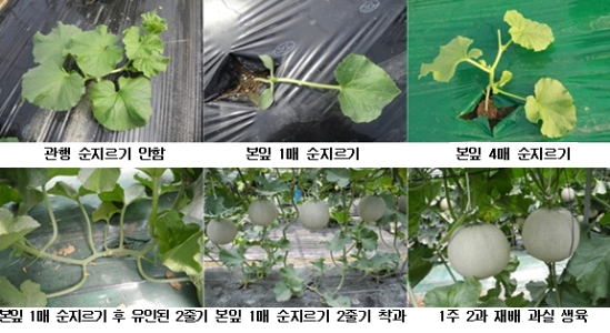 멜론2 이미지