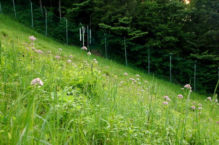 <403>유월의 덕유산 산정 2008.6.7 