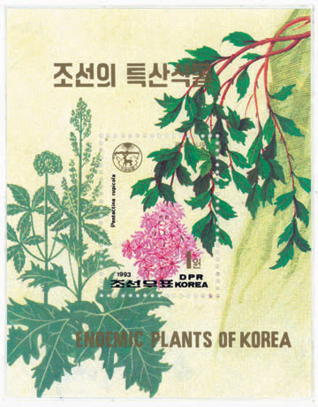 국수나무 이미지
