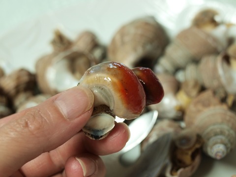 [6월 맛보기 체험단] 신시장 옴백님의 동해안 자연산 살고동(중)