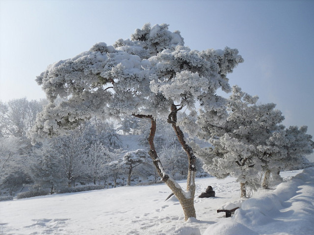 2010년 1월 6일 상고대가 활짝 핀 한림대학교