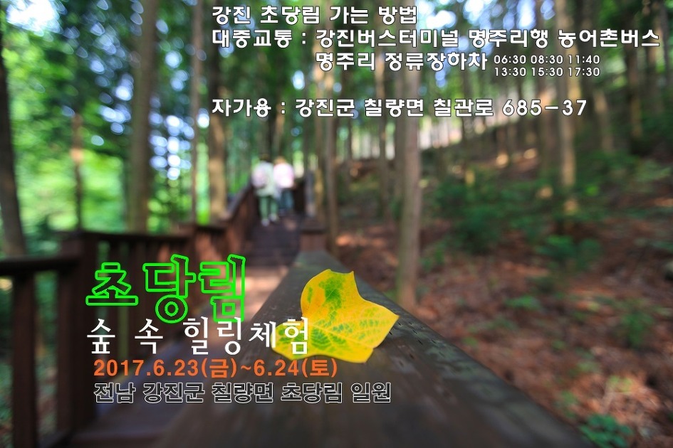 남도의 시크릿 가든 강진 초당림. 숲 속 힐링체험