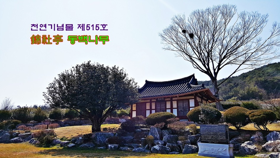 (나주여행)천연기념물 나주 금사정 동백나무. 언제 꽃을 피울까?