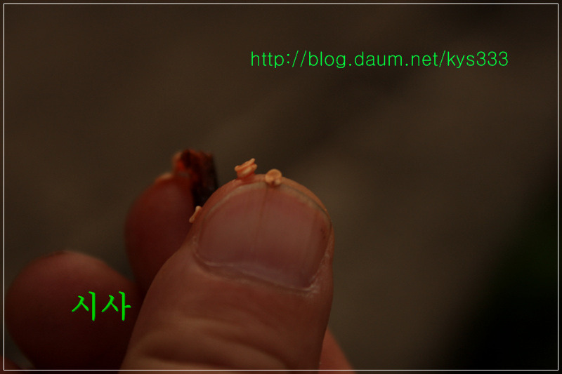 청양 구기자 시험장