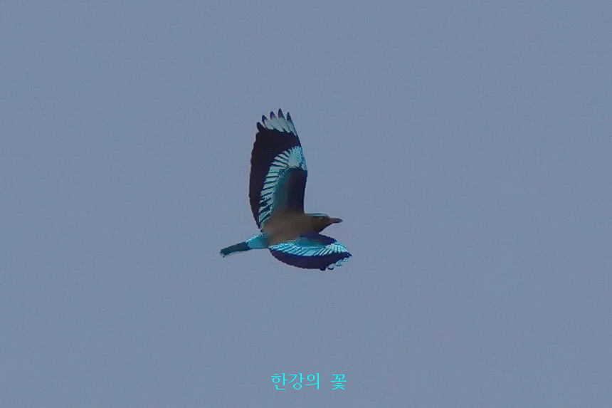 어떤날 태국하늘에