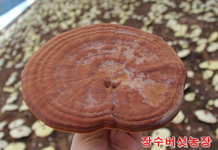 영지생각 이미지