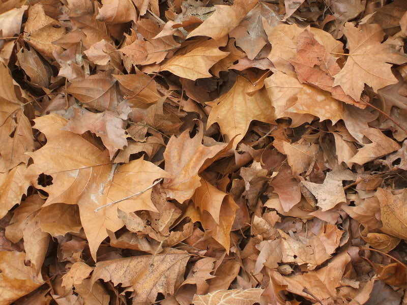 【 가을 낙엽 단풍 이미지 】