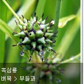 꽃이름 찾기