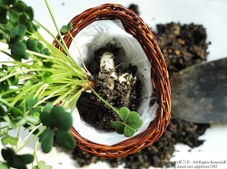 알뿌리 식물로 만든 싱그러운 꽃바구니(옮겨심는 방법)