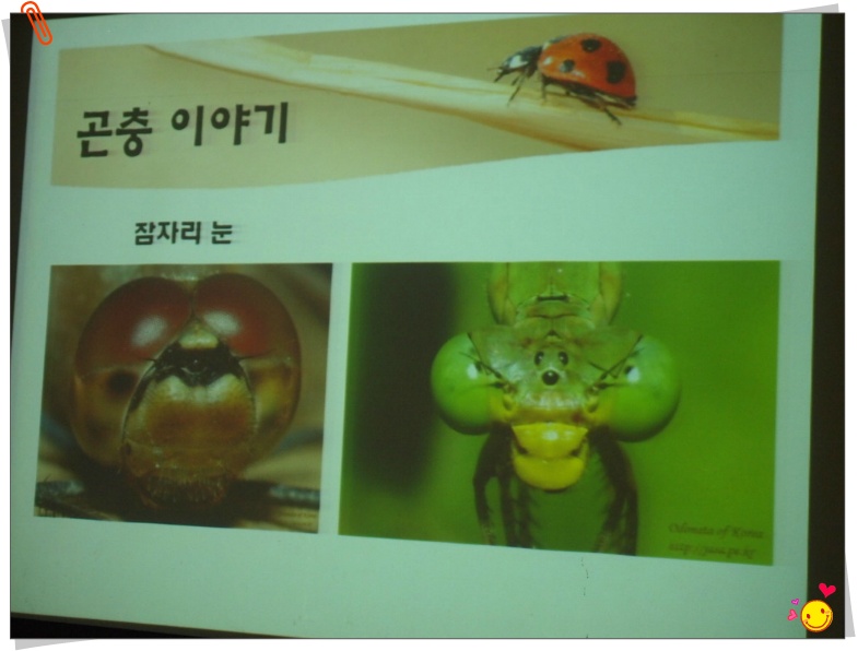 안수정 이미지