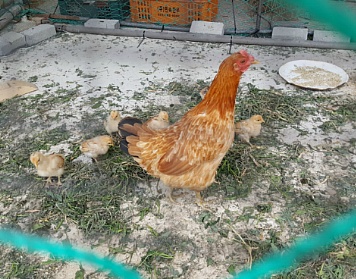 어머니와 해장국