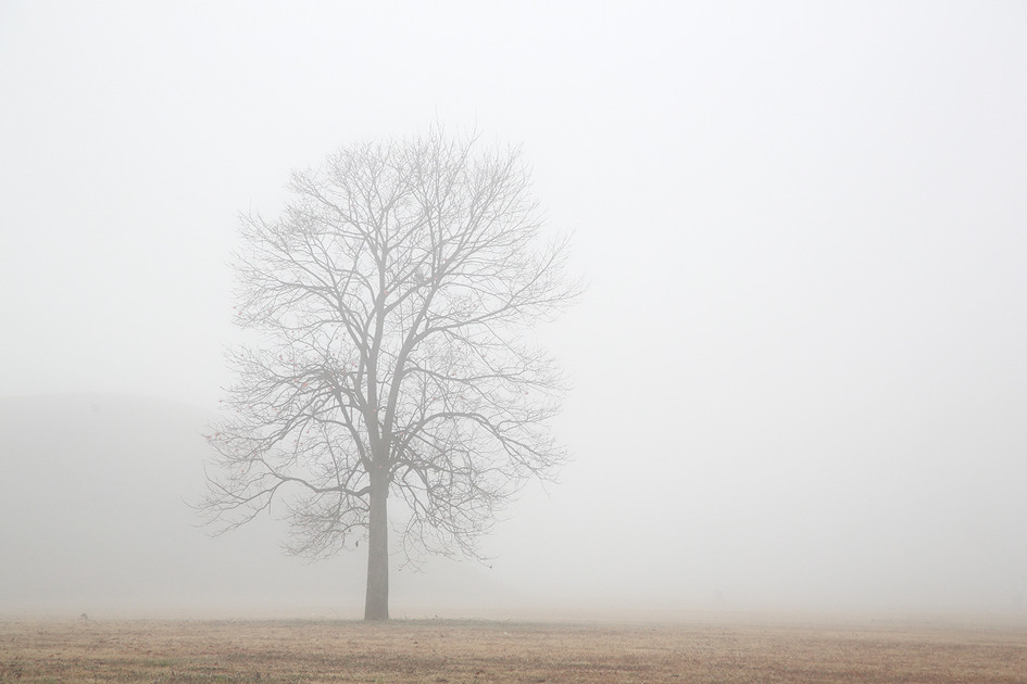 [안개] 안개 속 감나무, '난 네가 너무 좋아' / 토함