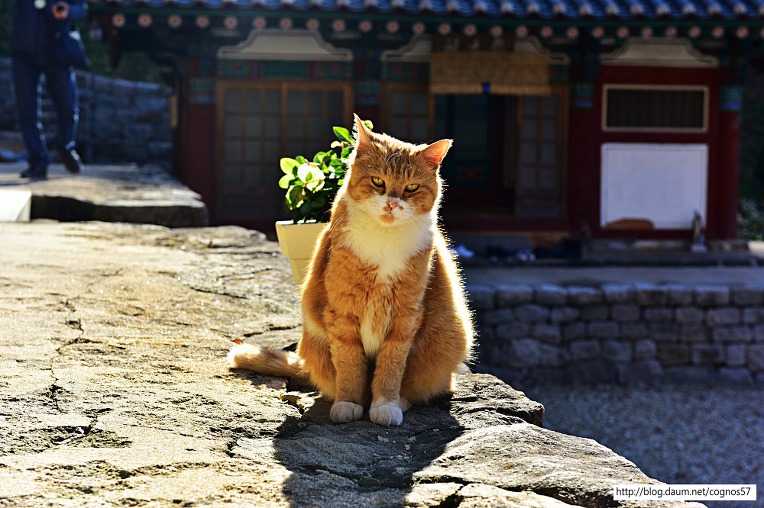 충청남도 청양 겨울여행 청양 칠갑산 장곡사