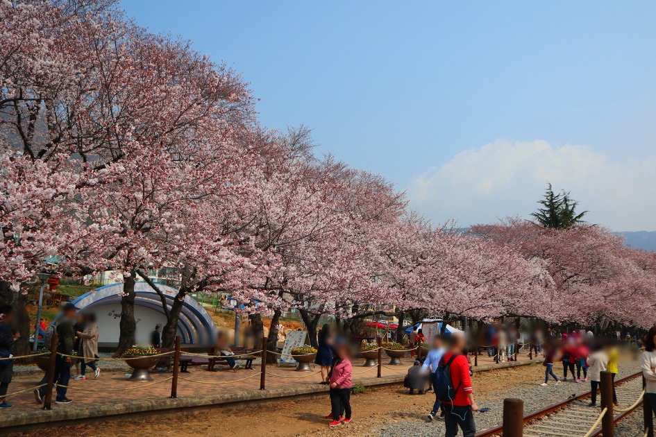 진해벚꽃명소인 경화역