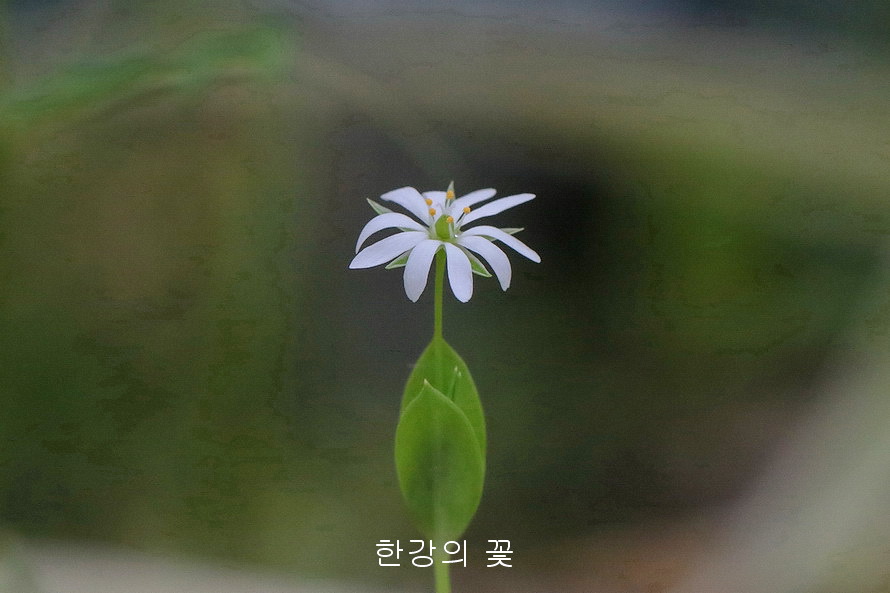 벼룩나물