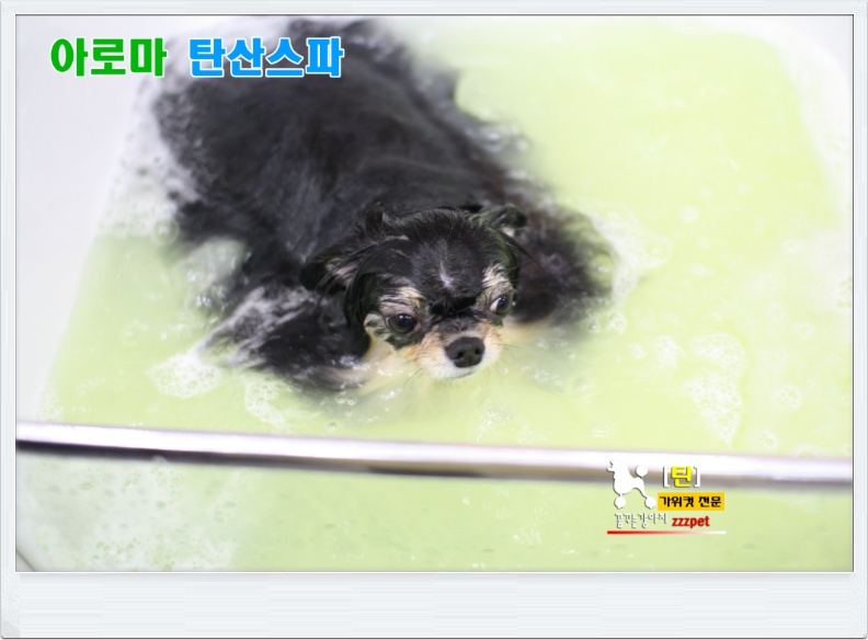 페퍼민트 아로마 탄산스파 : 대전애견미용
