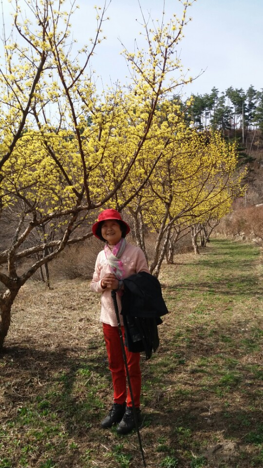 노루귀와 복수초,산수화  (3월 26일,28일 )