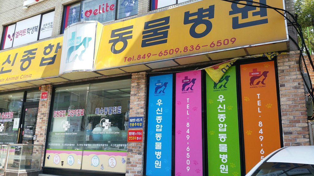 2019. 3. 29(금)말티즈 믹스견 모세군 병원1차