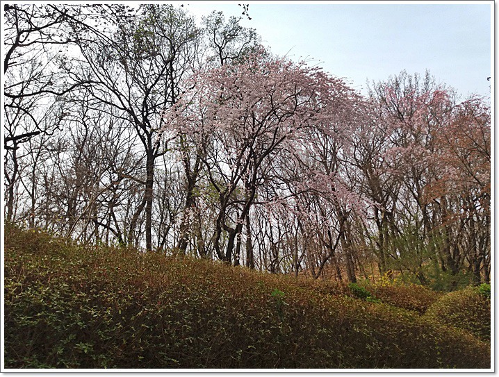 우리동네도 꽃동산