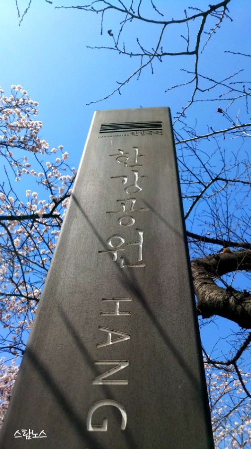 벚꽃구경(여의도 윤중로)