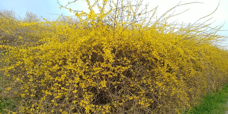 [서울] 양재천 벚꽃축제~ & 양재천 산책로 !!!