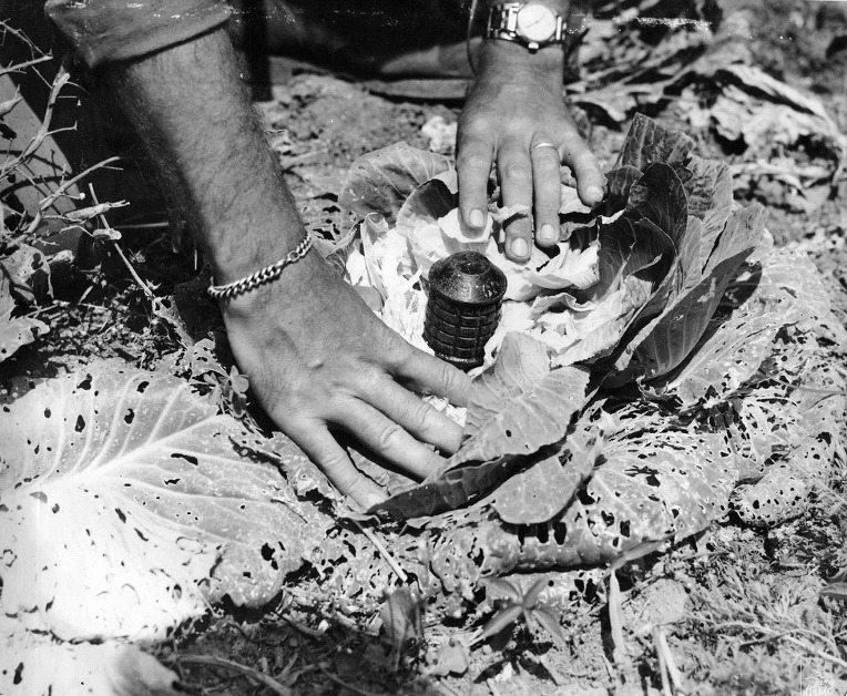 일본군의 오키나와 양배추 수류탄 부비 트랩 - Japanese troops Type 97 grenade cabbage booby traps