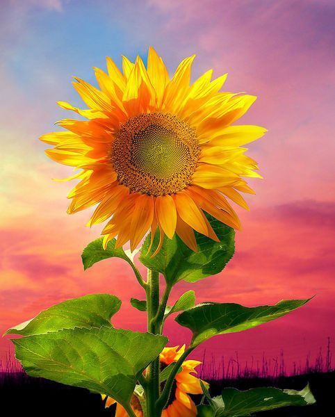 그대는 나의 태양 You Are My Sunshine