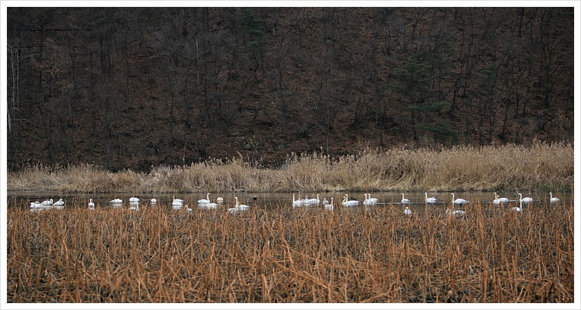 양수리에서 만난 큰고니들... 2018, 11, 29