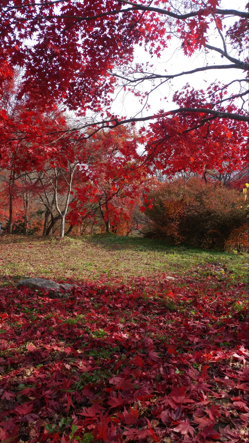 내장산