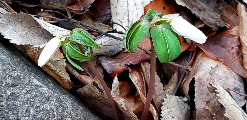  설악산 토왕골의 이른 봄을 보고 왔습니다.