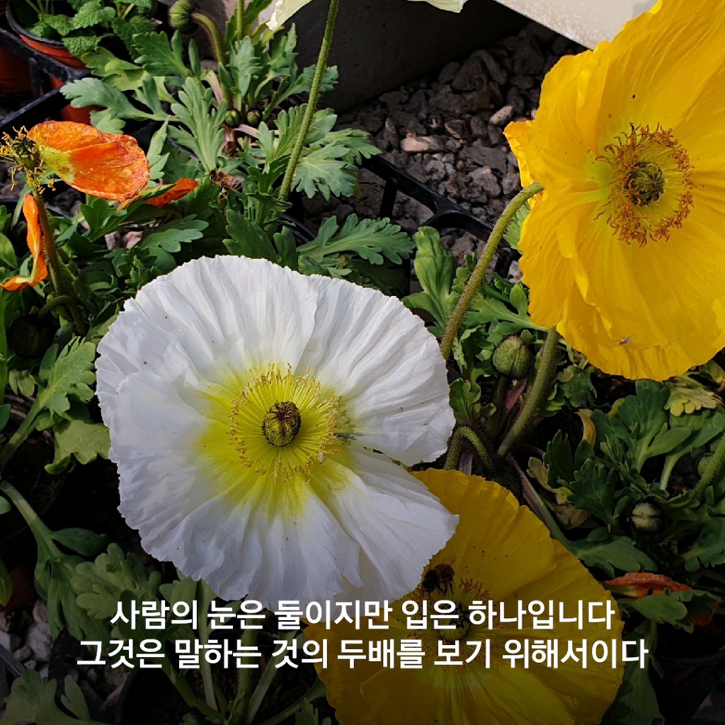 형제는 수족과 같고 