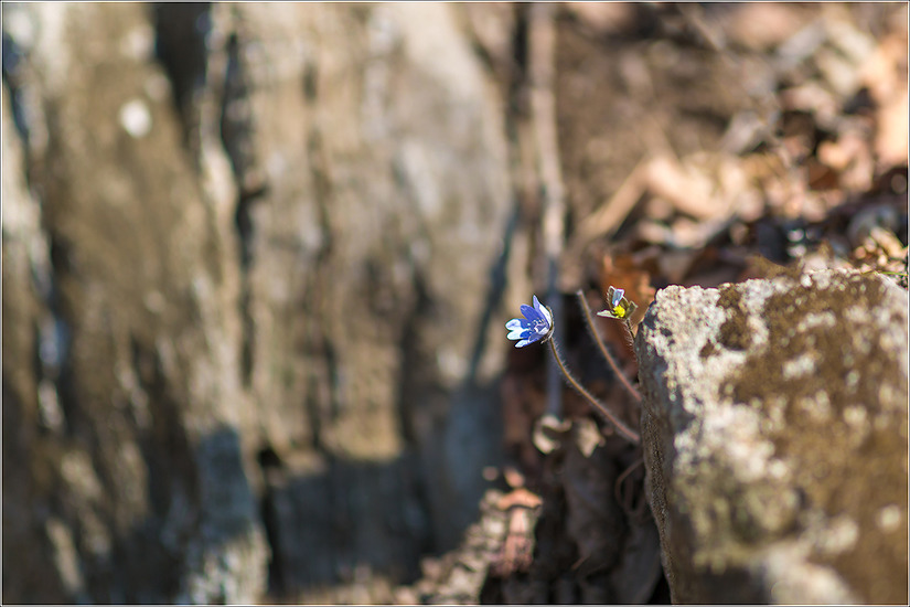 2019.04.04 봄 날 거닐어 본 검단산