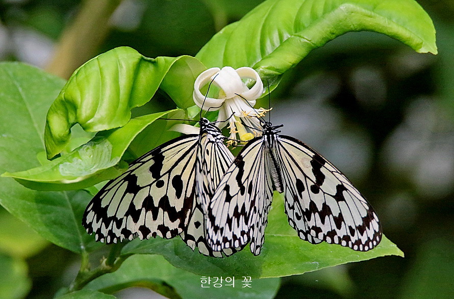 이데아큰줄왕나비