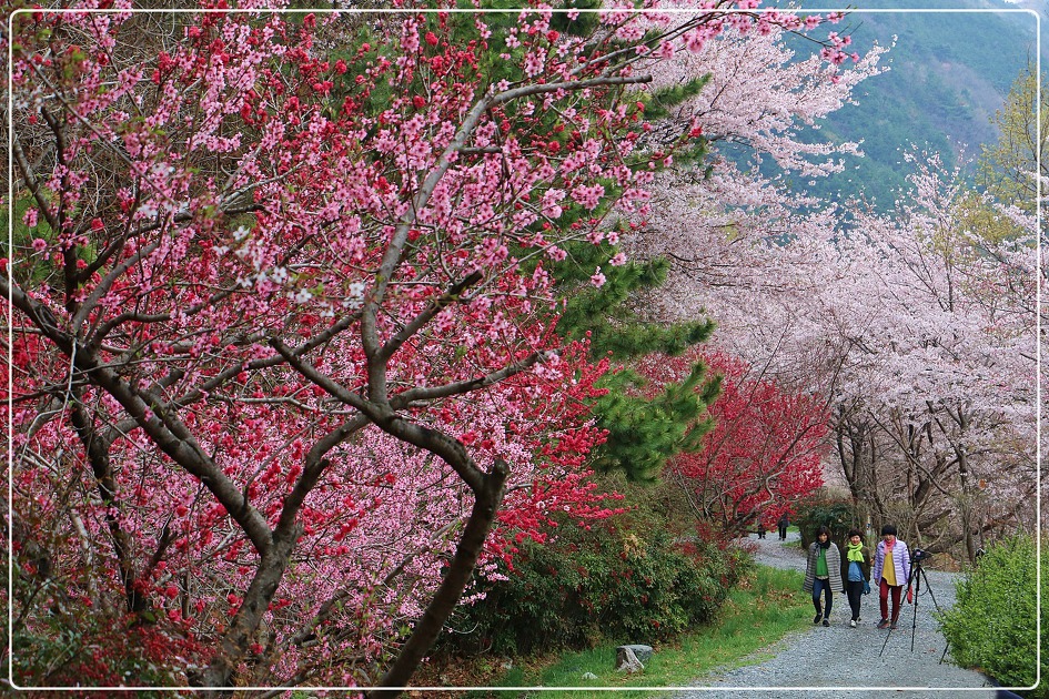 진해 드림로드/