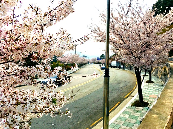 부산 벚꽃 명소 / 백운포 가는 길