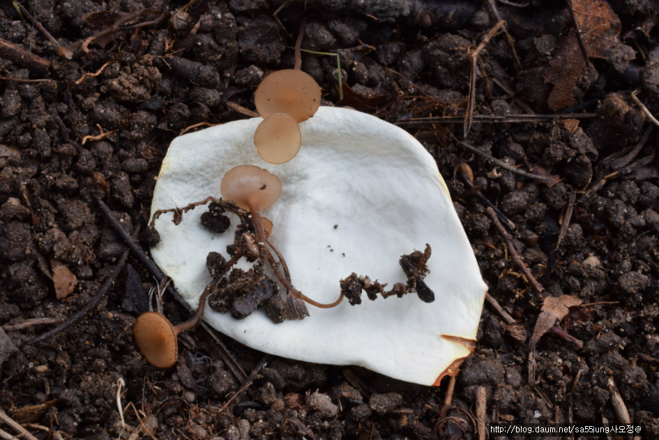 목련균핵접시버섯 Ciborinia gracilipes 목련균핵버섯