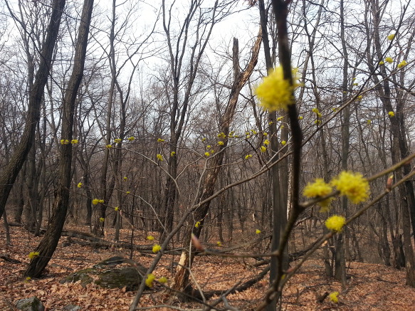 봄바람에 꽃이 활짝 피었다/두안
