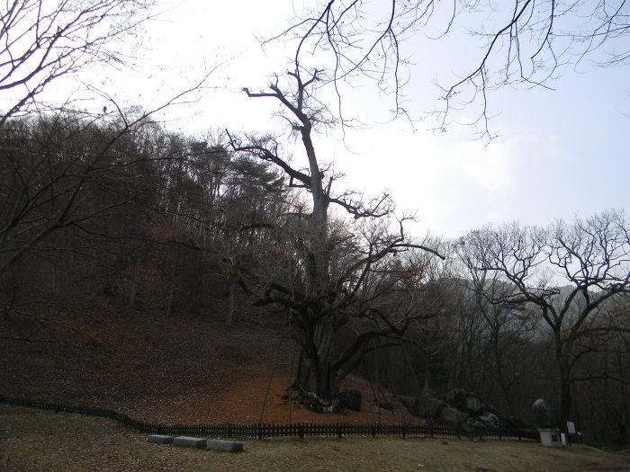 금산 보석사의 보석들 (보석사 대웅전, 목조석가여래삼존좌상, 은행나무)