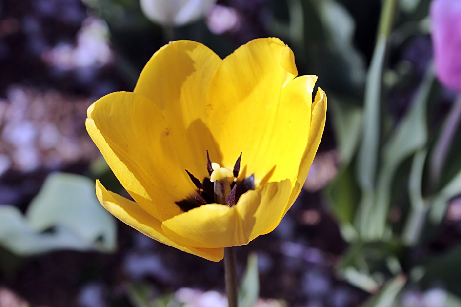 ♣♬ 김해시 연지공원 돌아보기[20190404]♪♣
