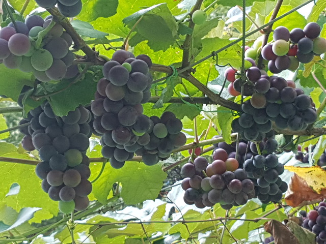 포도송이 이미지
