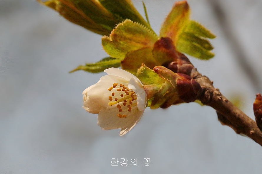 섬벚나무