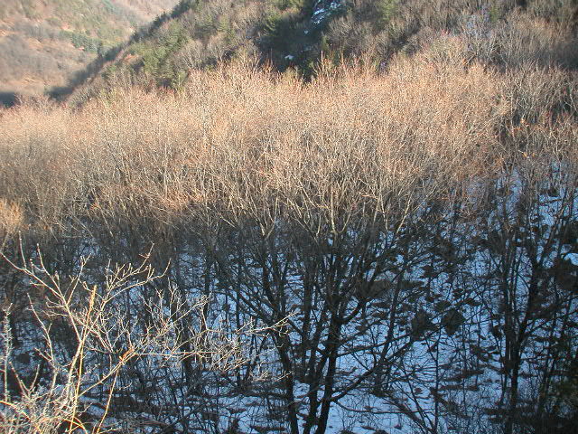 [명성산악회산행]금산 진악산(2007년1월5일)