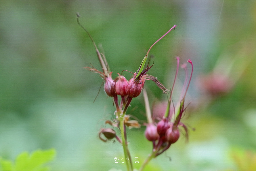 제라늄 마크로리줌(Geranium macroorrhizum)