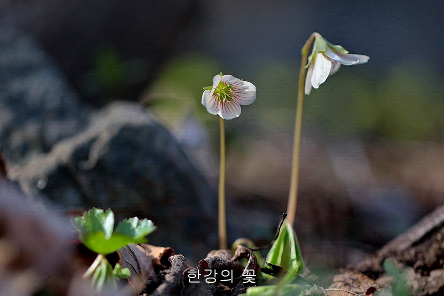 큰괭이밥